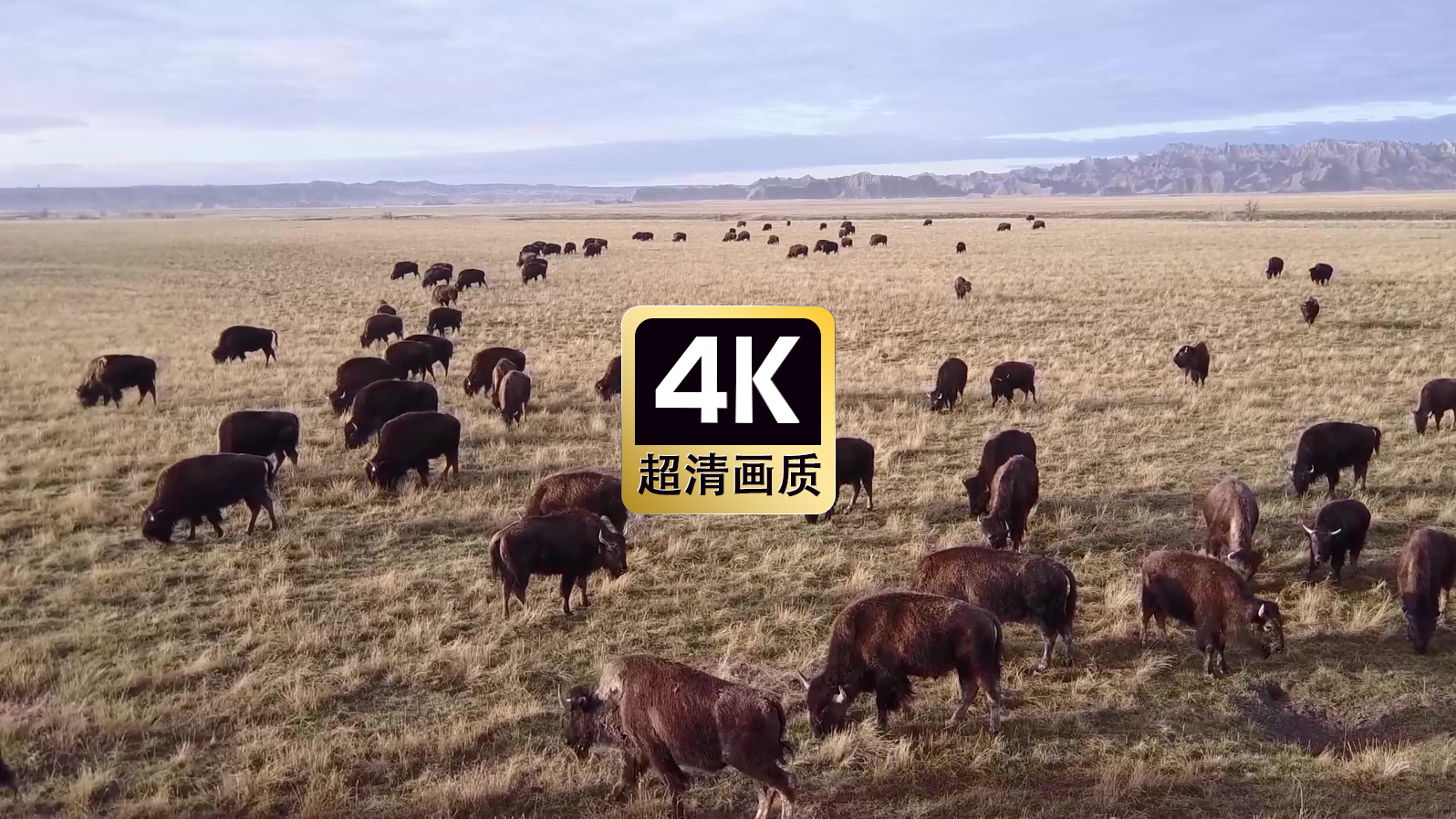 草原上觅食的野牛群