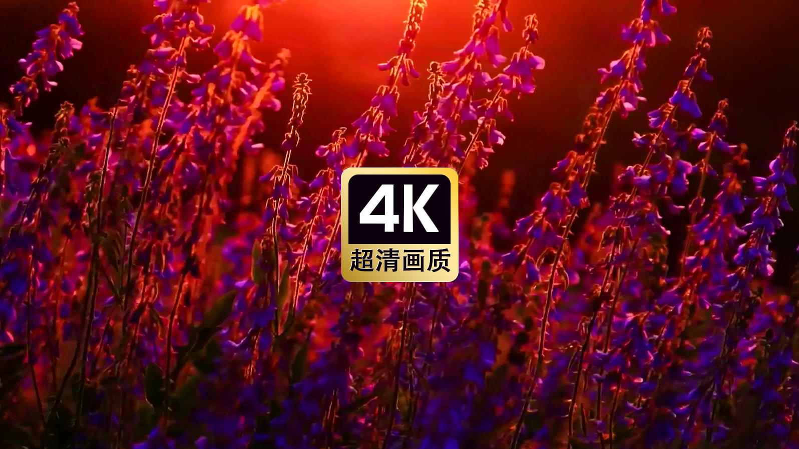 夕阳中的薰衣草