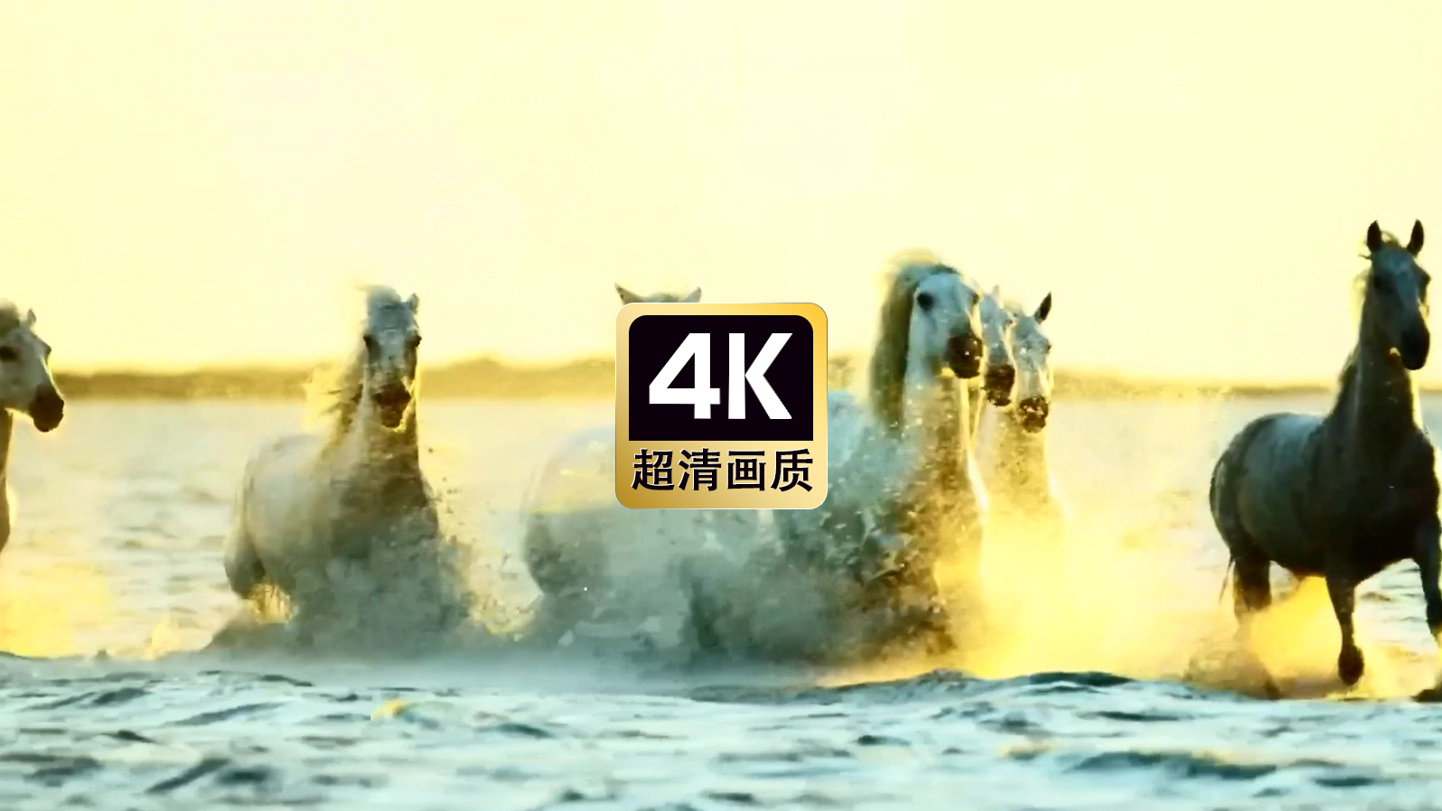 唯美素材海上奔驰的马群