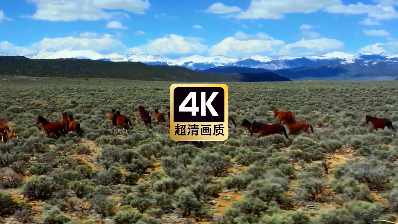草原上奔跑的马群