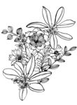 黑白花卉图案
