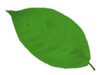 绿色的PSD分层树叶