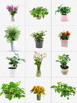花卉盆景植物