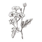 矢量花朵格桑花手绘线稿插画