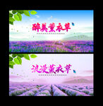 薰衣草