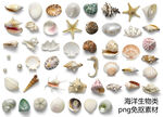 海洋生物