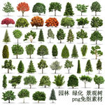 景观树素材