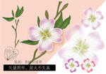 美丽月见草花