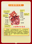 心脏解刨图