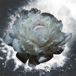 水墨花朵装饰画