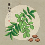手绘胖大海