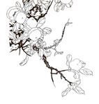 柿子高清线描图