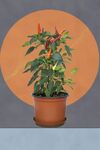 植物装饰画