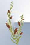 植物装饰画
