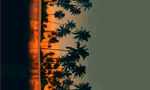 椰树夕阳