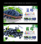 蓝莓  