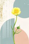 小黄花