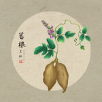 葛根