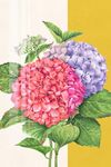 绣球花装饰画