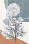 蒲公英