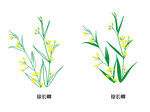 徐长卿草药