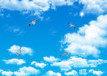 蓝天白云鸽子