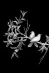 檀雕花鸟
