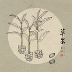 手绘草果