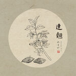 连翘