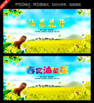 油菜花
