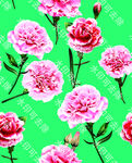 康乃馨  玫瑰花  手绘花  
