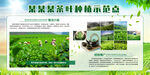 茶叶种植示范点宣传展板