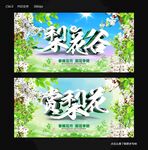 赏梨花