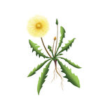 蒲公英