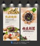 桂圆