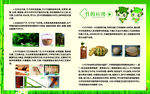 竹子介绍展板