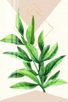 植物叶子