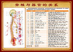脊椎与器官的关系