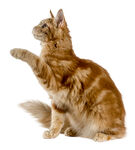 橘猫