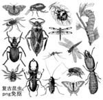 复古昆虫
