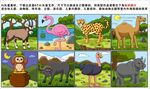 动物插画