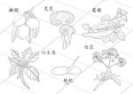 线描药材