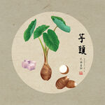 手绘芋头