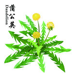 蒲公英
