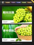 阳光玫瑰