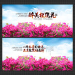杜鹃花