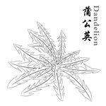 蒲公英 