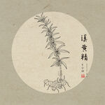 手绘黄精