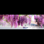 浪漫紫藤花白天鹅湖泊装饰画挂画