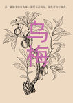 乌梅线描
